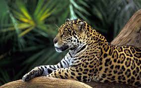 Rainforest Animals Amazon Rainforest Animals Jaguar Animal