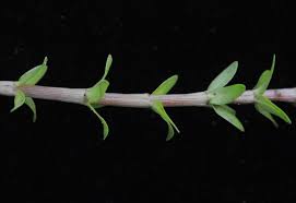 Image result for Nesaea polycephala