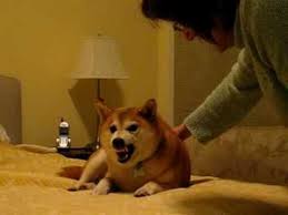 Shiba Inu Or Satan Youtube Shiba Inu Funny Dogs Shiba