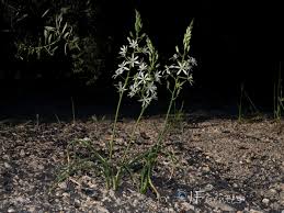 Image result for Ornithogalum flexuosum
