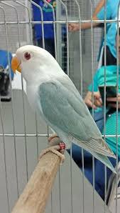 Blue Dun Fallow Lovebirds Rare And Expensive Mutation Only In The Philippines Credits Badilla Aviary Birdpics African Lovebirds Love Birds Pet Pet Birds