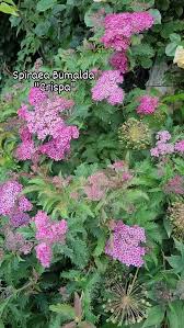 Image result for Spiraea x bumalda ´Crispa