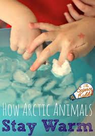 How Arctic Animals Stay Warm Winter Science Experiments Science Activities For Kids Preschool Science