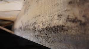 What do you know about your crawl space? How Mold Damages Your Crawl Space Dry Pro Systems