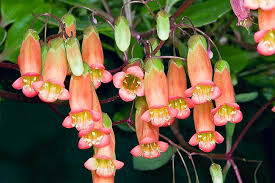 Image result for Kalanchoe manginii