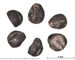 Image result for Ipomoea involucrata