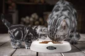 I suini domestici vengono allevati o per la loro carne o come animali da compagnia. Yangbaga Ciotola Per Gatti Xl In Ceramica Adatta Per Diversi Alimenti Per Gatti Ciotola Per Animali Domestici Ciotola Per Alimenti Per Gatti O 25 Cm Ciotole E Distributori Prodotti Per Animali Domestici