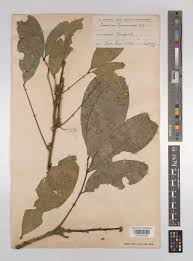 Image result for Pancovia golungensis