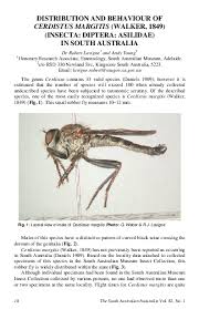 PDF) DISTRIBUTION AND BEHAVIOUR OF CERDISTUS MARGITIS (WALKER, 1849)  (INSECTA: DIPTERA: ASILIDAE) IN SOUTH AUSTRALIA