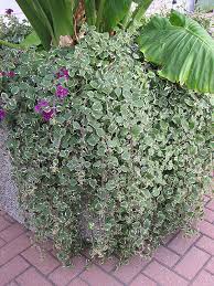 Image result for Plectranthus swynnertonii