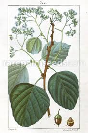 Image result for Cordia sinensis