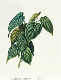 Image result for Araceae