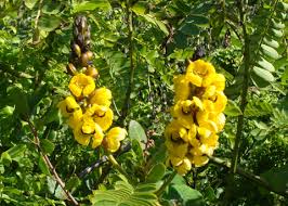 Image result for Senna didymobotrya