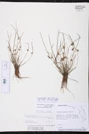 Image result for Schoenoplectiella roylei