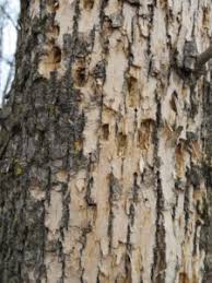Damage woodpeckers peck at wood for several reasons: Woodpecker Damage Is Easy To Spot During The Winter