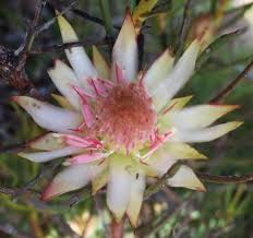 Image result for Hermbstaedtia odorata