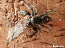 Black Beetle Stink Bug That S A Good Spider You Eat That Stink Bug A Spider Consumes A Stink Bug For A Meal Stink Bugs Gallery Animals