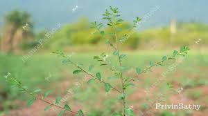 Image result for Phyllanthus fraternus