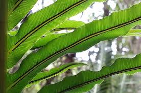 Image result for Blechnaceae