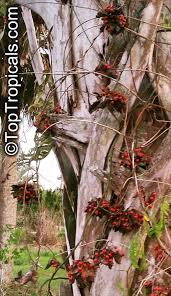 Image result for Abrus canescens