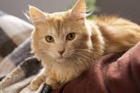 Image result for Feline Miliary Dermatitis