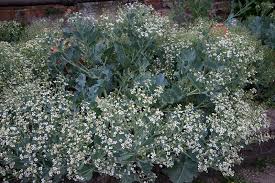 Image result for Crambe hispanica