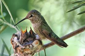 Do hummingbirds come back to old nests? Gea02mnnbcxblm
