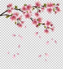 Paper Cherry Blossom Png Azalea Blossom Branch Cherry Cherry Blossom Cherry Blossom Clip Art Cherry Blossom Cherry Blossom Branch