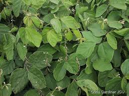 Image result for Neonotonia