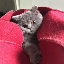 Winnie Enjoys Her New Bed Shot By British Teddybears Britishshorthair Tap The Link Now To See All Of Our Cool Cat Collections Kedi Hayvan Renkler