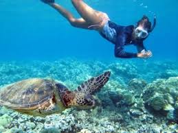 Snorkelen Bonaire De Belangrijkste Tips En Weetjes