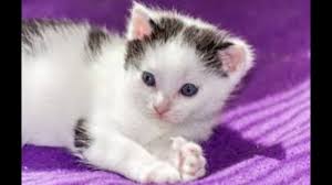 Schöne katzenbilder von verschiedenen katzen katzenbilder in der kategorie persönliche seiten. Kleine Susse Katzenbilder Www Katze24 Com