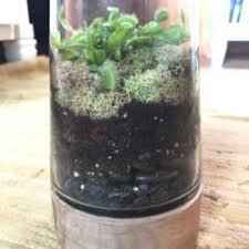 Repotting the plant can weaken it, but it will recover in a couple of weeks. Carnivorous Plants Forum Venus Flytrap Terrarium Garden Org