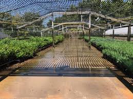 Direct light makes their leaves turn yellow, and no one wants that. Kansas Forest Service Tree Shrub Seedling Sale Opens Sept 1