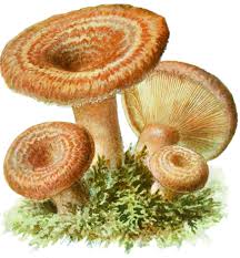 Image result for Lactarius mutabilis