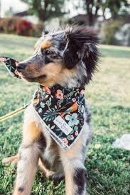 Australian Shepherd Smart Working Dog Cute Baby Animals Cute Animals Puppies