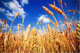 How To Grow Grains Www Regenerativegardener Org