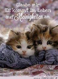 Funpot ist eine community, in der die mitglieder spaßige oder sehenswerte texte und dateien austauschen. Glaube Mir Kittens Cutest Cute Animals Pets