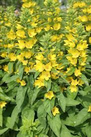 Image result for Lysimachia angustiloba