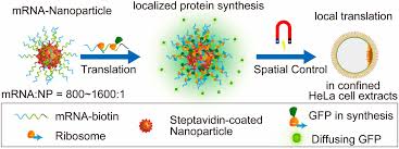 The job of the mrna is to carry the gene's message from the dna out of the nucleus to a ribosome for production of the particular protein that this gene codes for. Nanoparticle Based Local Translation Reveals Mrna As A Translation Coupled Scaffold With Anchoring Function Pnas