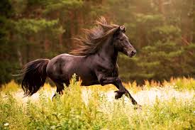 Mustang Black And Brown Horse Hrafn By Marion Schoening 500px Horses Beautiful Horses Horse Love