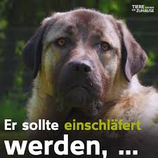 Diese tiere suchen ein neues zuhause. Hunde Zur Vermittlung Tierschutzverein Fur Gelsenkirchen Und Umgebung E V 1880