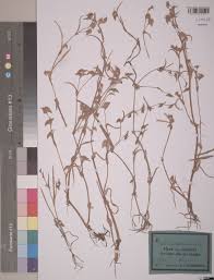 Image result for Antherotoma tenuis