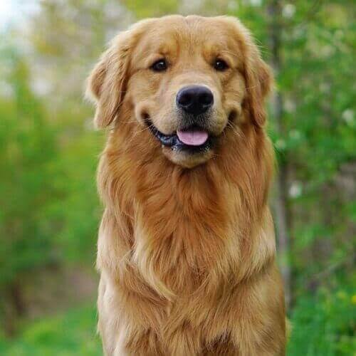 How To Care For Golden Retrievers | VIDA Veterinary Care