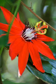 We did not find results for: Costa Rican Rainforest Scarlet Passion Flower Photograph By Blair Seitz