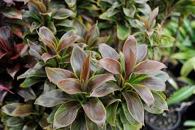 What kind of foliage does a ti plant have? Cordyline Fruticosa Baby Doll Ti Plant Good Luck Plant Hawaiian Ti Plant Hawiian Ti Ti Plant North Carolina Extension Gardener Plant Toolbox