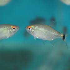 We did not find results for: Red Eye Tetra 3cm Rebel Pets