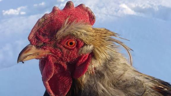 images?q=tbn:ANd9GcTCyl85ml2ZDYOFzUhMDFQ