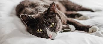 Although a cat vomiting up a hairball every so often is normal, there are times when you may need to be concerned. The Symptoms Of Digestive Problems In Your Cat Royal
