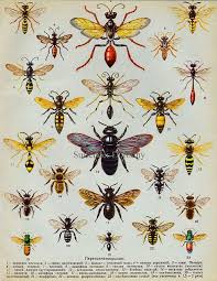 Wasp Chart In 2019 Bee Art Wasp Tattoo Vintage Bee